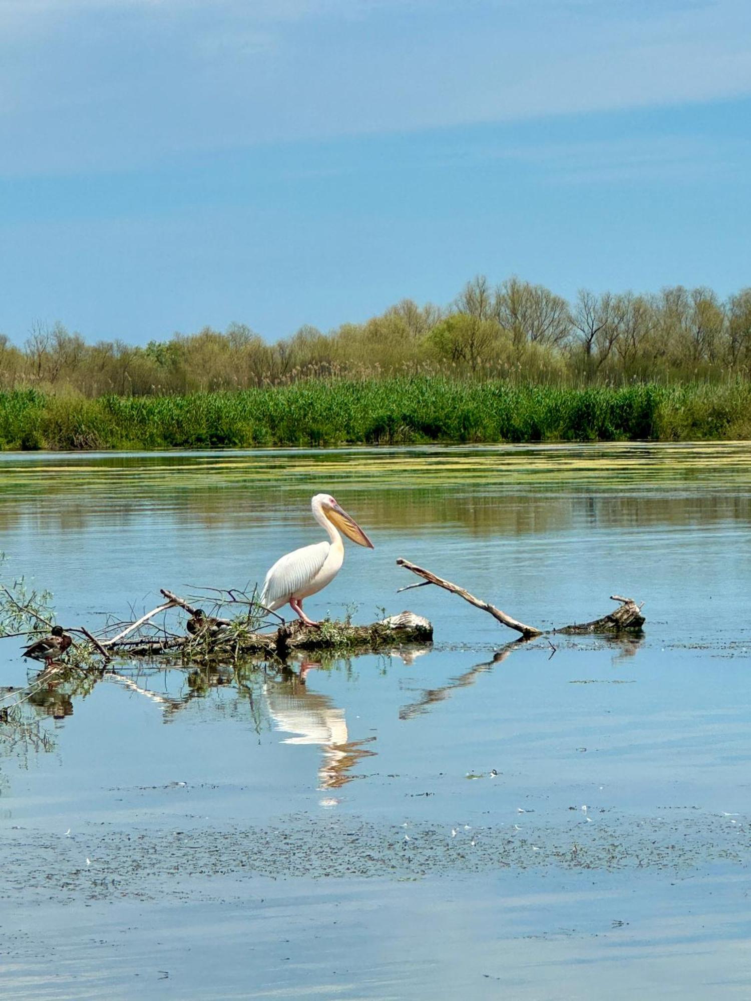 Hotel Danube Delta View Dunavăţu de Jos Exterior foto